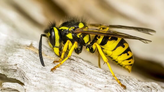 INSEKTENGIFTALLERGIE: URSACHE