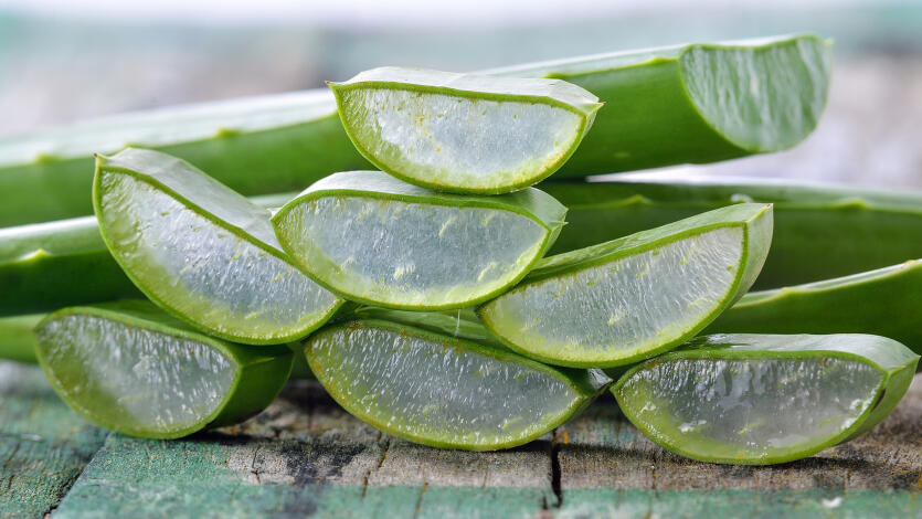 Aloe Vera gegen Mückenstiche